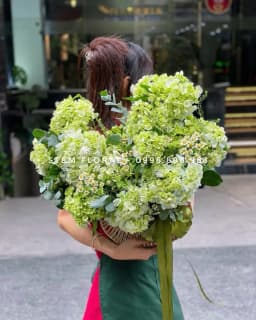 Góc 2 của Vườn xanh tinh khôi — Những cụm cẩm tú cầu xanh non tạo dáng bó rộng, xen cát tường trắng với nụ xanh và nhánh baby trắng